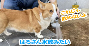 はるさん水飲みたい