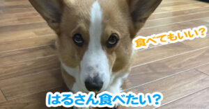 はるさん食べたい？