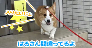 はるさん間違ってるよ