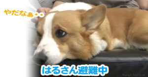 はるさん避難中
