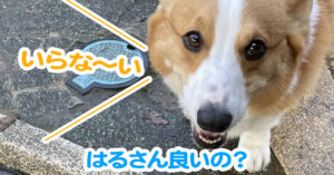 はるさん良いの？