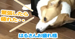 はるさんお疲れ様