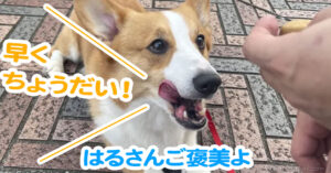 はるさんご褒美よ
