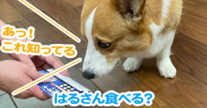 はるさん食べる？