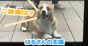 はるさんの主張