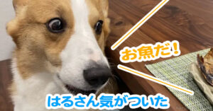 はるさん気がついた