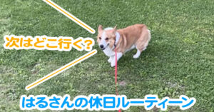 はるさんの休日ルーティーン
