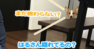はるさん隠れてるの？