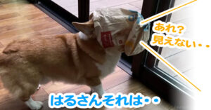 はるさんそれは・・