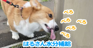 はるさん水分補給