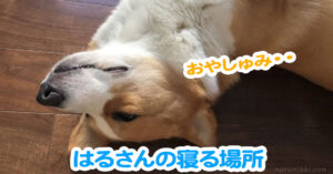 はるさんの寝る場所