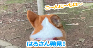 はるさん発見！