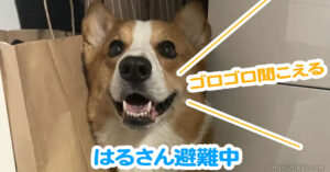 はるさん避難中