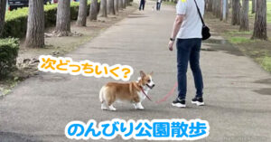 のんびり公園散歩