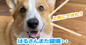 はるさんまた破壊・・