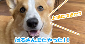 はるさんまたやった！！