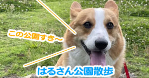 はるさん公園散歩