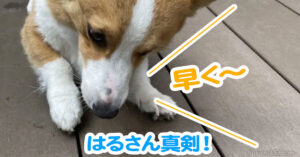 はるさん真剣！