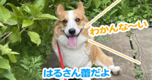 はるさん蕾だよ