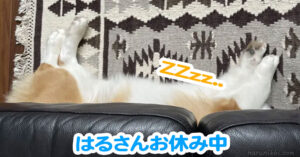 はるさんお休み中