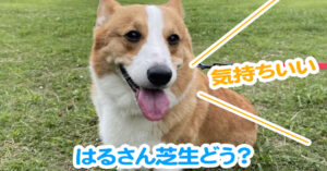 はるさん芝生どう？