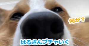 はるさんブチャいく