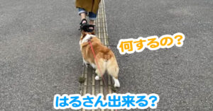 はるさん出来る？