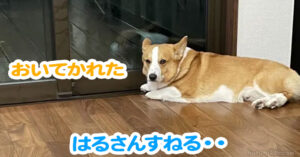 はるさんすねる・・
