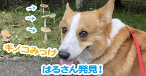 はるさん発見！
