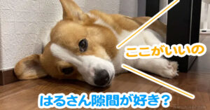 はるさん隙間が好き？