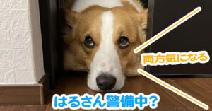 はるさん警備中？