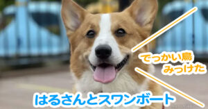 はるさんとスワンボート