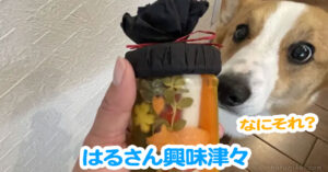 はるさん興味津々