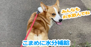 こまめに水分補給