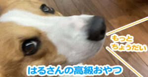 はるさんの高級おやつ