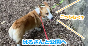はるさんと公園へ