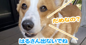はるさん出ないでね
