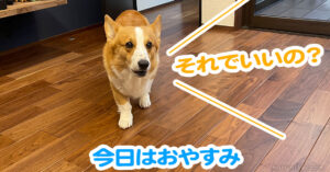 今日はおやすみ