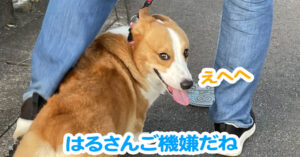 はるさんご機嫌だね