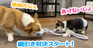 綱引き対決スタート！