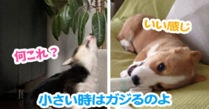 小さい時はガジるのよ