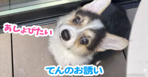 てんのお誘い
