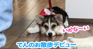 てんのお散歩デビュー