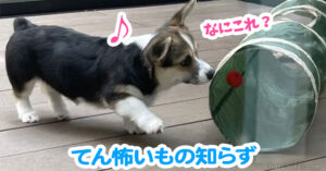 てん怖いもの知らず