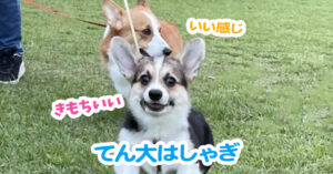てん大はしゃぎ