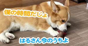 はるさん今のうちよ