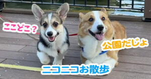 ニコニコお散歩