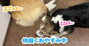 仲良くおやすみ中