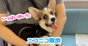 ニコニコ散歩