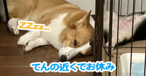 てんの近くでお休み